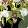 Dendrobium rhodostictum x eximum